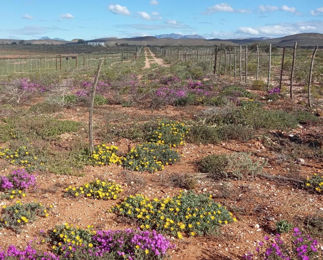 Pureplaas Self Catering Volmoed Oudtshoorn Klein Karoo Apartamento Exterior foto