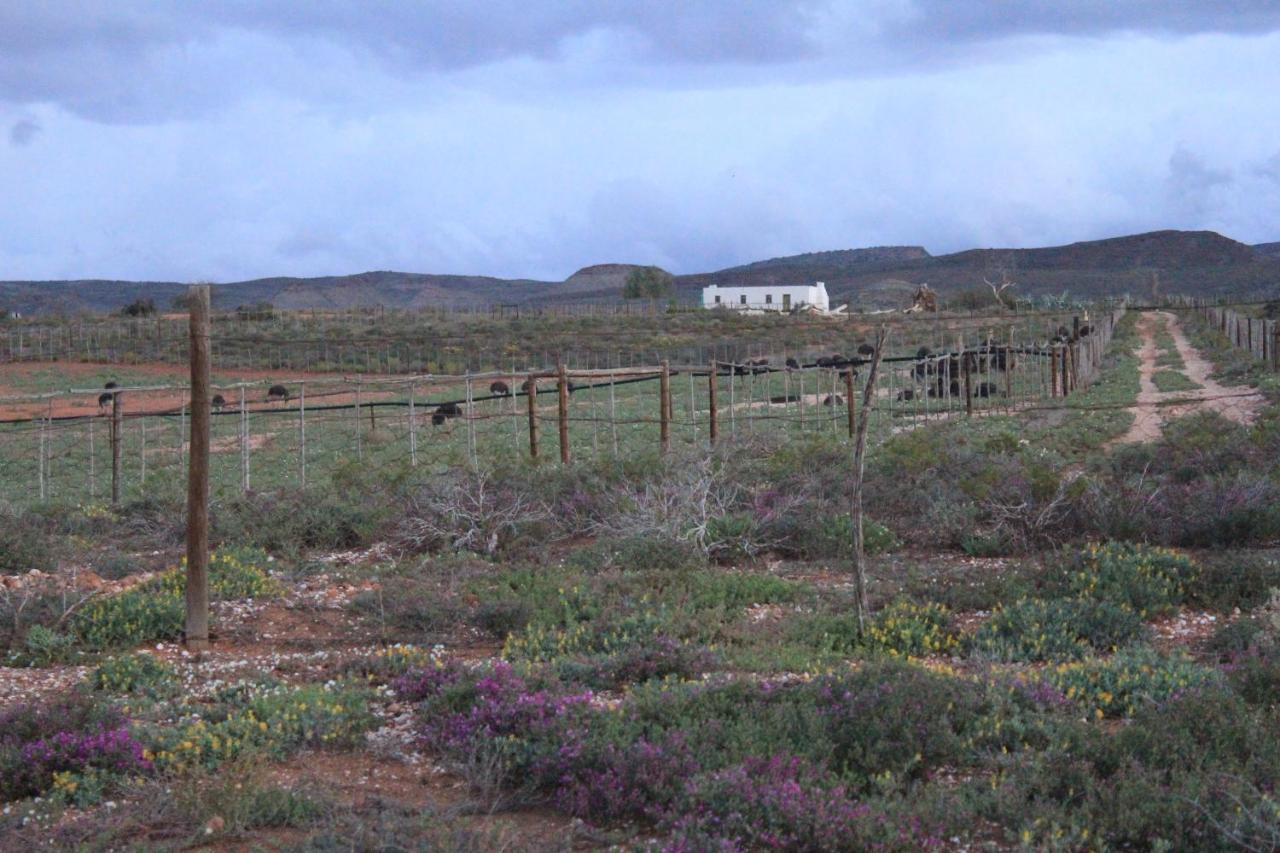 Pureplaas Self Catering Volmoed Oudtshoorn Klein Karoo Apartamento Exterior foto