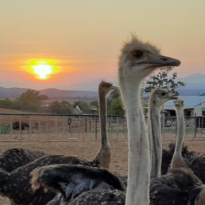 Pureplaas Self Catering Volmoed Oudtshoorn Klein Karoo Apartamento Exterior foto
